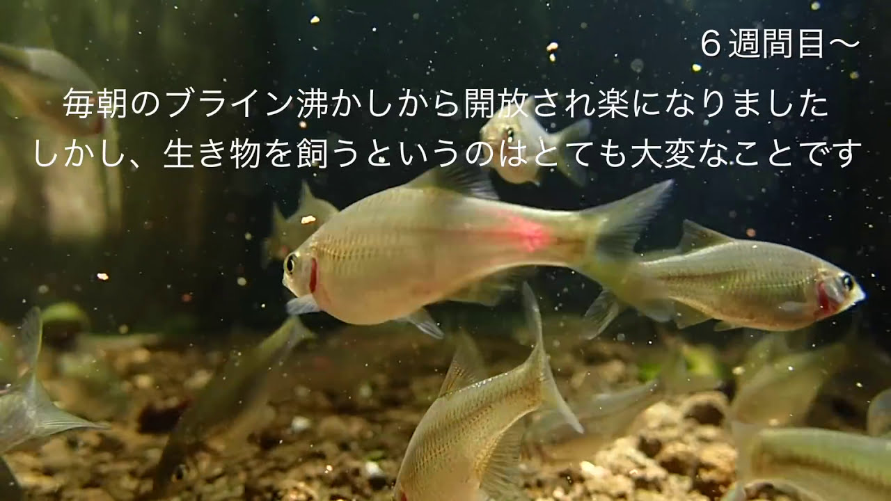 ヤリタナゴの繁殖と成長の記録 ＃３　浮上１ヶ月〜４ヶ月の記録【タナゴ】