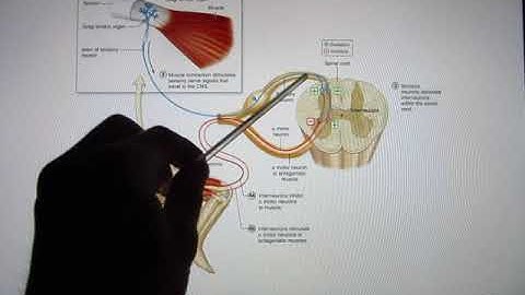 ACC Biol2401 API Nervous System 5 Spinal Cord Online Lecture Part2 out of 2