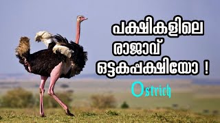 Intresting facts about Ostrich | Ostrich full Details Malayalam | © Kappithan