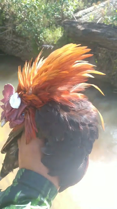 Ayam pikat m4ti akibat terkena taji ayam hutan liar yang sangat berbisa#pikatayamhutan#ayamhutan
