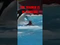 ORCAS REVENGE