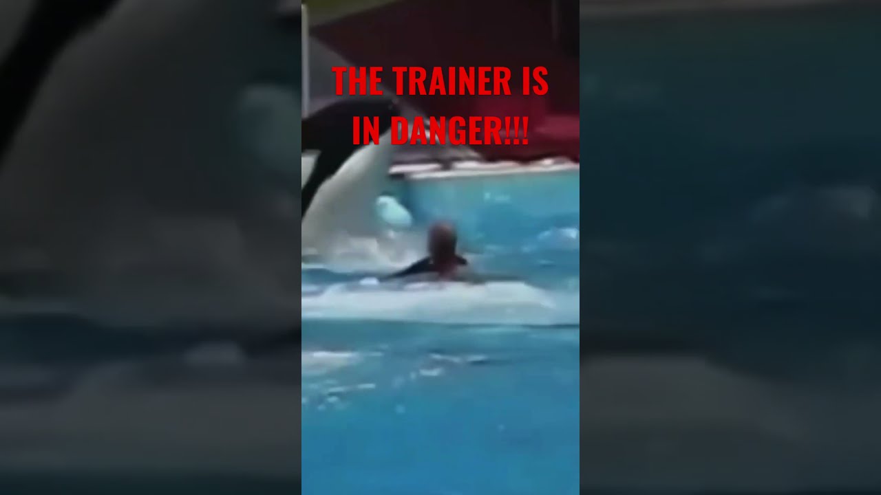 ORCAS REVENGE