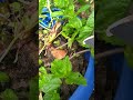 Pfefferminze: Triebwachstum #garden