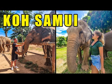 Co jedzą słonie sumatrzańskie?
