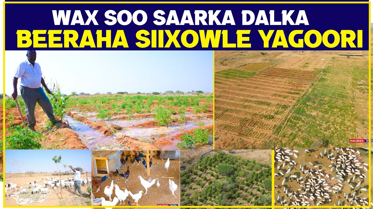 Wax Soo Saarka Beeraha Siixowle ee degmada Yagoori