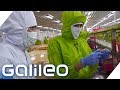 Drei Tage Garnelen pulen - ein Selbstexperiment | Galileo | ProSieben