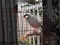 Burung Glatik Gacor #javasparrow
