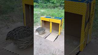 Beautiful Quick Unique Quail Trap Using Cardboard Box #youtubeshorts