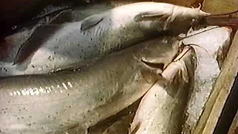 Purdy Fisheries: Net Profit (1970's)