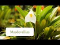 Cultivo de Orquídeas Masdevallias | Alma del Bosque