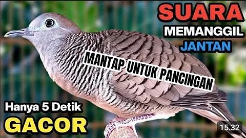 HUURRR KETEKUUNG‼️ PERKUTUT LOKAL GACOR SUARA PALING AMPUH UNTUK PANCINGAN DAN PERANGSANG BUNYI