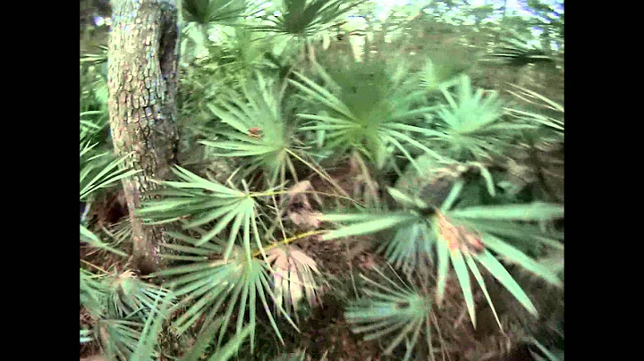 Central FL hog dog hunt