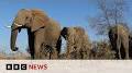 Video for بیگ نیوز?q=https://abcnews.go.com/International/botswana-president-offers-20000-elephants-germany-amid-conservation/story
