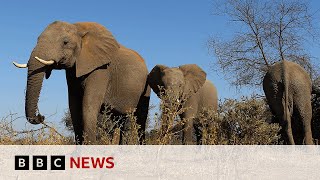 Botswana threatens to send 20,000 elephants to Germany | BBC News