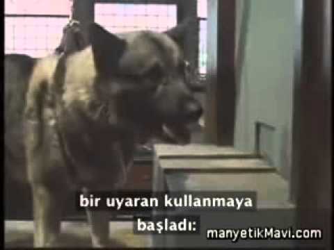 Pavlov'un Köpek Deneyi   Klasik koşullanma deneyi Türkçe Altyazılı