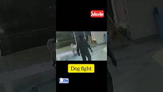 Dog fight  Bullmastiff vs Street Dog