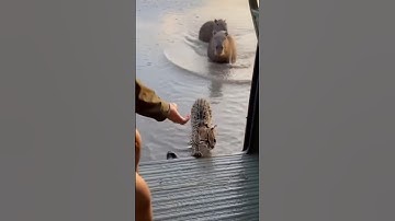 Terrified Ocelot Kitten Ran Straight Into the Passing Van