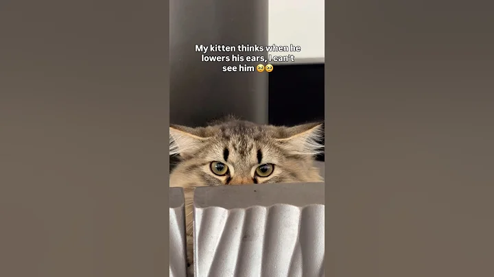 Video 11828671: siberian funnycats, siberian kitten