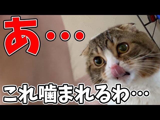 ぽこ太郎 猫】おっさん「痛いよぽこ太郎…」【スコティッシュフォールド
