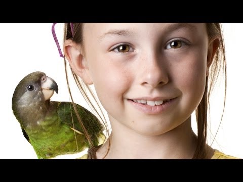 Video: Viss par Parakeets: Perfect Pet for Kids