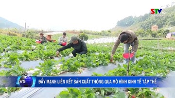 ĐẨY MẠNH LIÊN KẾT SẢN XUẤT THÔNG QUA MÔ HÌNH KINH TẾ TẬP THỂ