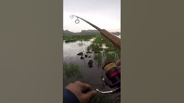 Câu cá lóc ngày mưa bão #shorts #caucaloc #tamrauvlog