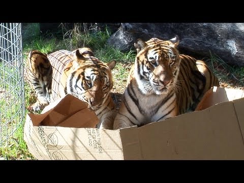 BIG CATS like boxes too!