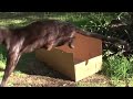 BIG CATS like boxes too! Mp3 Song