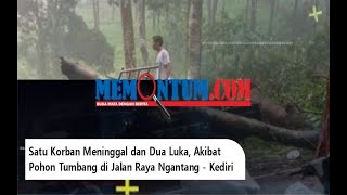 Satu Korban Meninggal dan Dua Luka, Akibat Pohon Tumbang di Jalan Raya Ngantang - Kediri