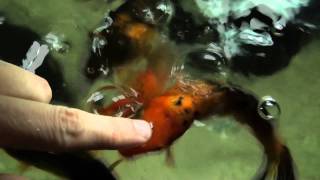 Koi Kisses by FuzzyBeastStudio 214 views 12 years ago 31 seconds