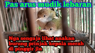 Download Lagu Anakan prinjak lumut belajar bunyi MP3 Download Lagu Anakan prinjak lumut belajar bunyi MP3