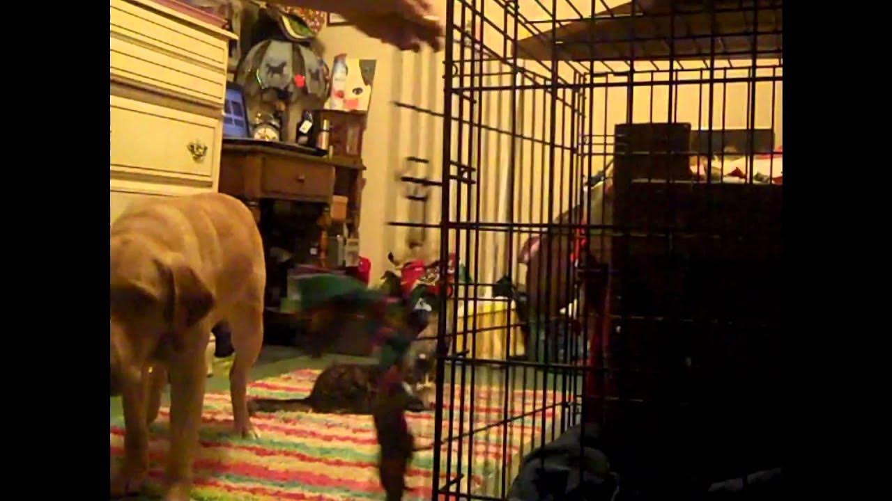 How To Teach Your Dog to Open It's Cage Door YouTube