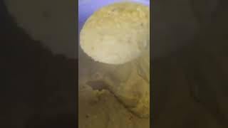 Гороховая мастырка