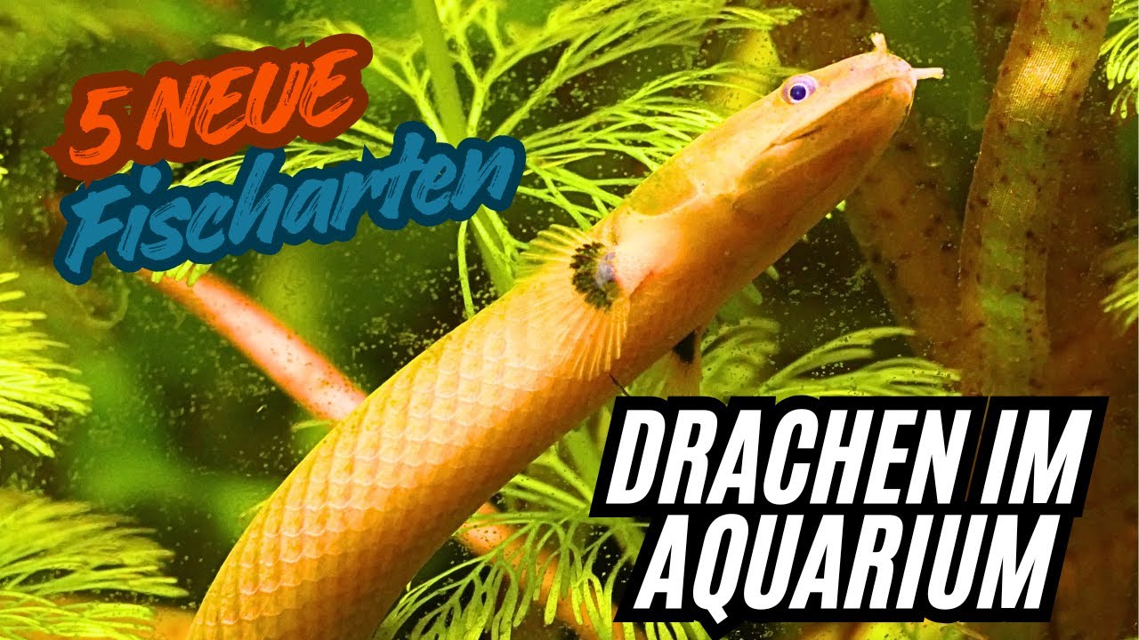 Kleine Fische und Drachen fürs AQUARIUM