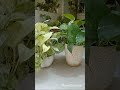 Money Plant/Pothos Summer Care #mitabishnoigardentips