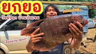 ยกยอ วังมัจฉา บ้านป่าแขม เชียงม่วน ►Fishing lifestyle Ep.730