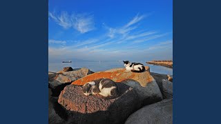Dreamy Waves for Feline Ease