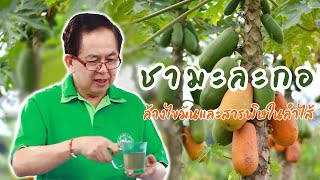 ชามะละกอล้างไขมันและสารพิษในลำไส้ EP91/2 | ดร.นพ.พรเทพ ศิริวนารังสรรค์