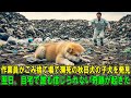 【奇跡の実話】作業員は、ごみ捨て場で今にも息絶えそうな、生まれたばかりの弱った秋田犬の子犬を発見した…。翌日、その子犬を家に連れて帰ると、奇跡が起きた！
