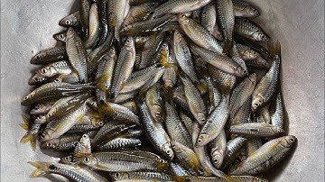 Bí quyết câu cá lòng tong, đơn giản và hiệu quả. Chỉ cần chổ đó có cá là lượm thôi.