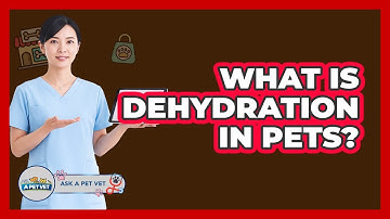 What Is Dehydration In Pets? - Ask A Pet Vet