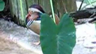 Aviary in Busch gardens
