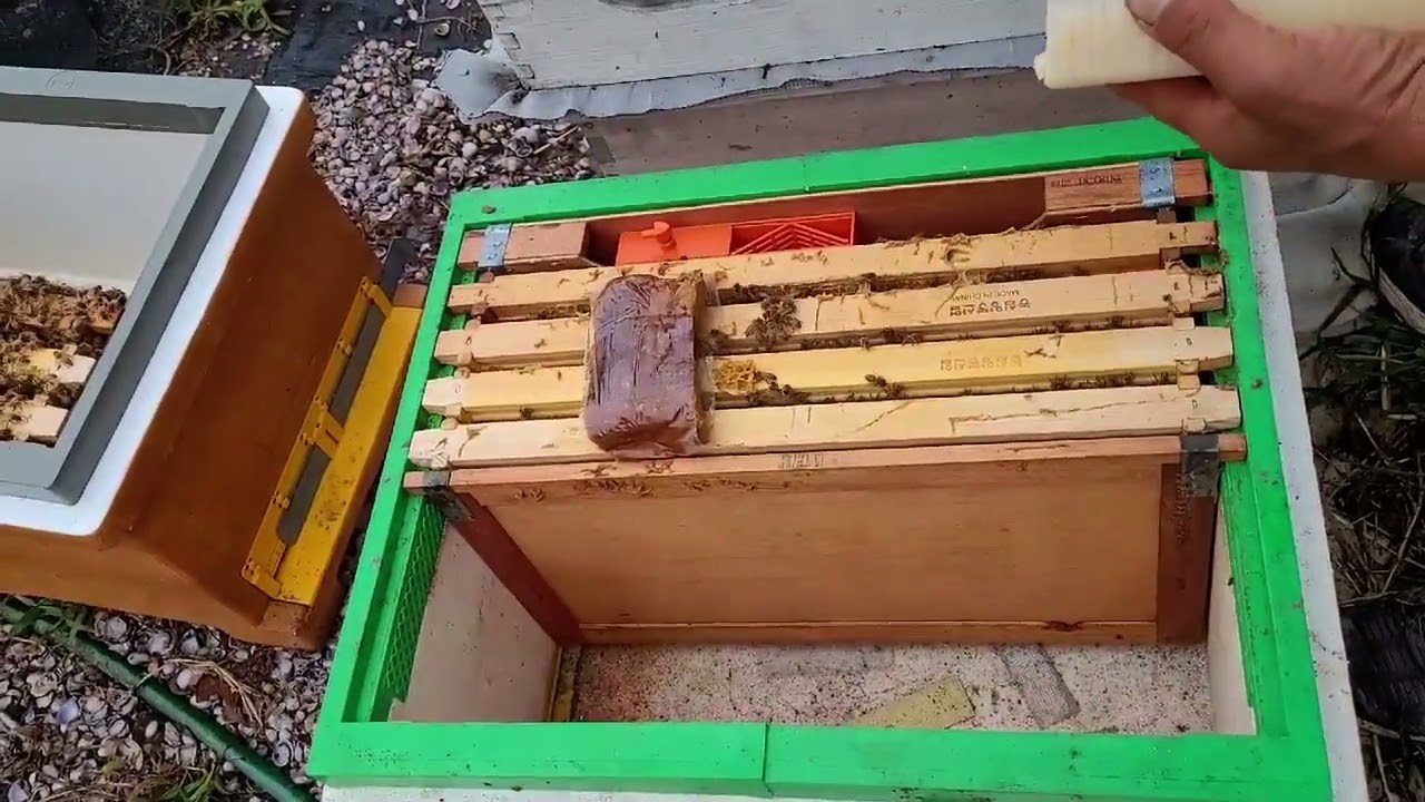 월동군을 아주쉽게 강군으로 만드는방법