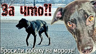 💔Купили"Стафа"у плодильщиков/ вырос не стаф/худую собаку бросили зимой на трассе в-40С° help the dog