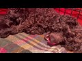 Lucy & Rhett’s puppies toy poodle small mini black poodles birth