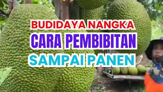 How to Cultivate Jackfruit from Seedlings to Harvest || How to Cultivate Jackfruit Until Harvest