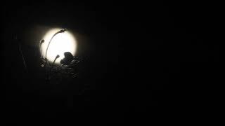 (background video) suasana malam yang sunyi.
