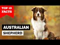 Australian Shepherd - Top 10 Facts の動画、YouTube動画。