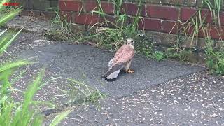 CRHnews: Sparrow Hawk Down