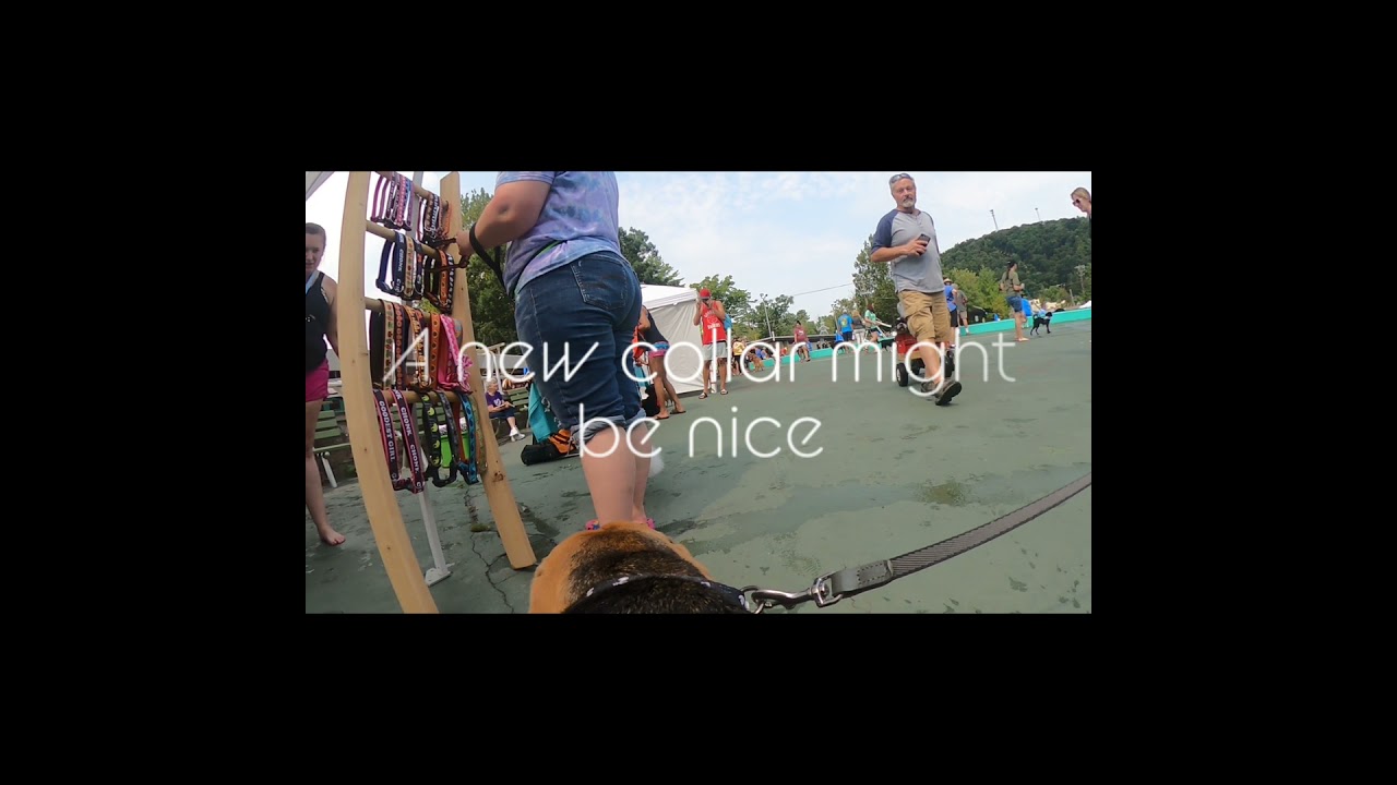 BUDDY VISION Knoebels Dog Dive YouTube